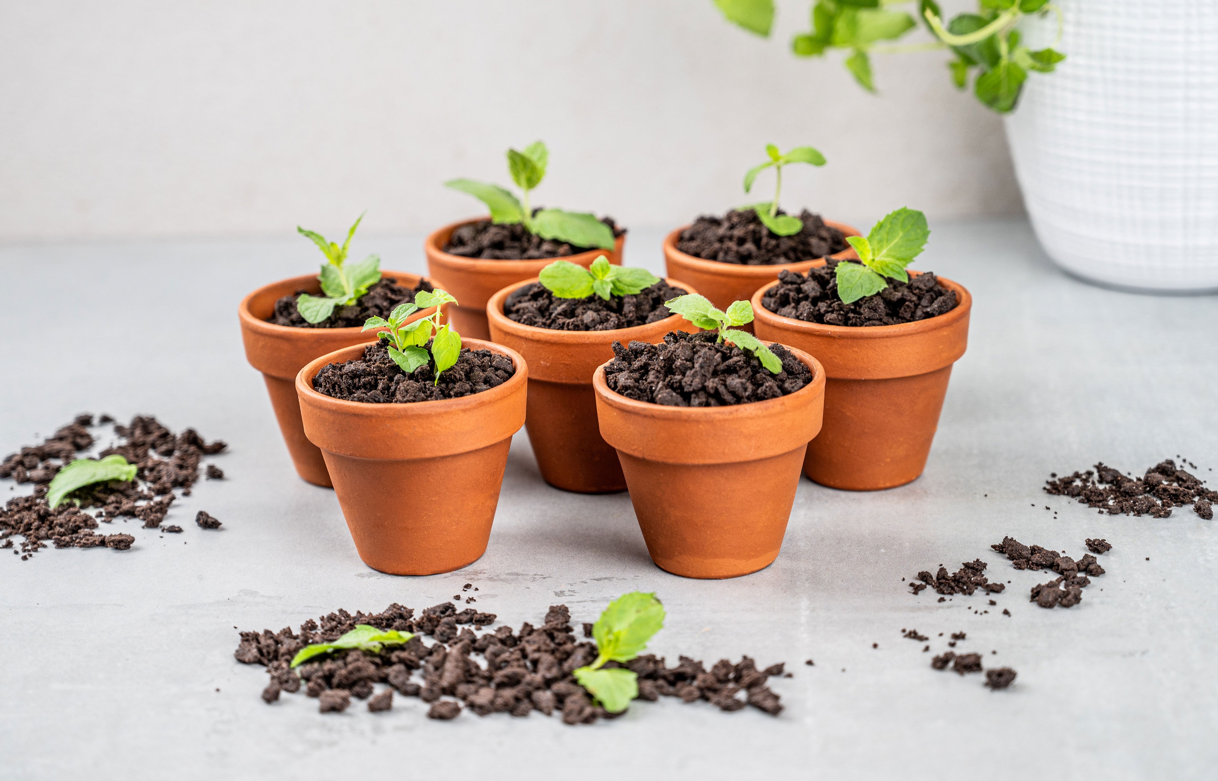 Crunchiges Schoko-Minz-Dessert