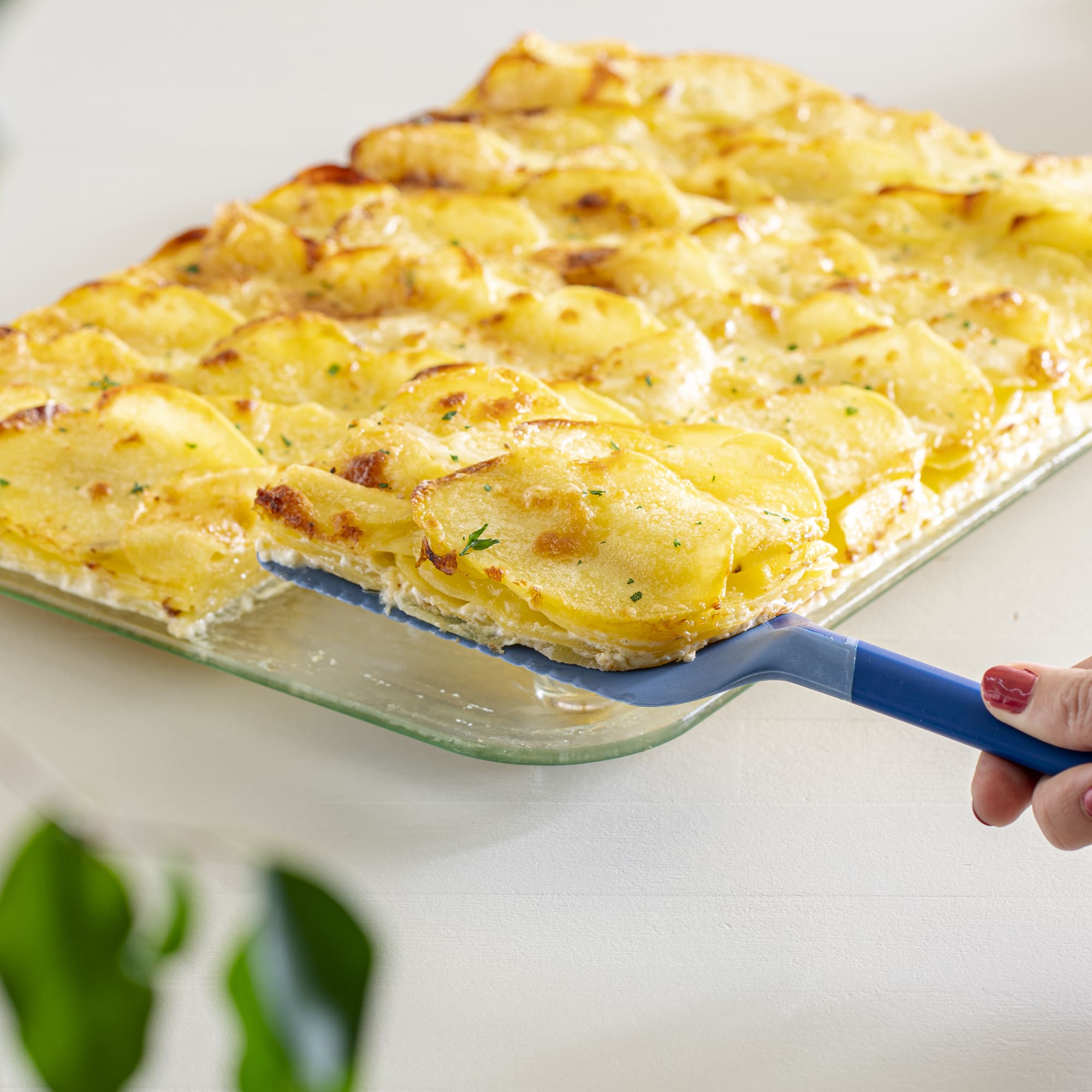 Mit dem blauen Schneidheber wird eine Portion Kartoffelgratin aus der Auflaufform serviert.
